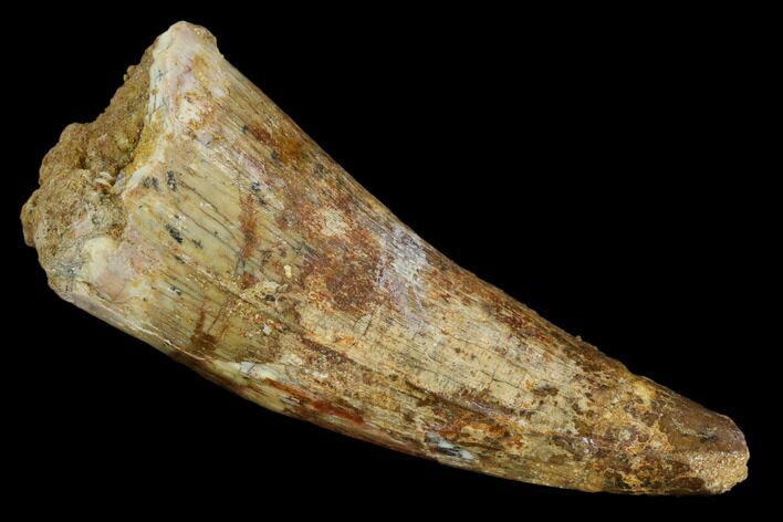 Cretaceous Fossil Crocodile Tooth - Morocco #117945